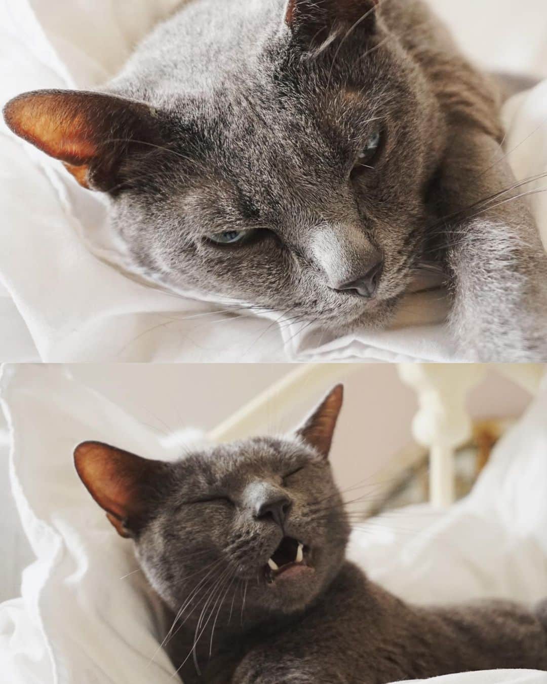 のインスタグラム：「Rだよー  #ねこ」