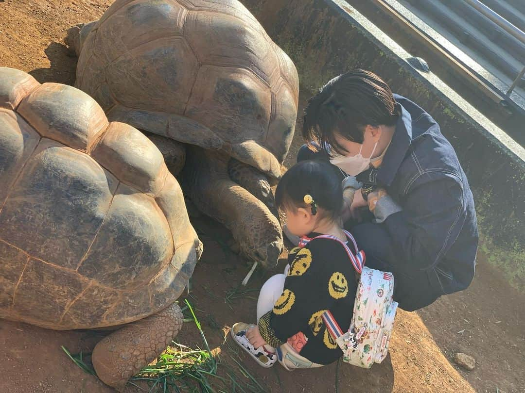 高松雪乃さんのインスタグラム写真 - (高松雪乃Instagram)「年内ラストiZoo❣️家族で遊びに行ってきました🐢🐍  カメ大好きな、ちびのん🐢 よくこんな大きなカメさん達に囲まれても怖がらないなぁといつも感心します😌今年も残りわずかとなりましたね✴︎ちびのんは今日iZoo納め😊私は31日から1/3までiZooにいます❗️ よろしくお願いします❣️」12月28日 22時13分 - yukinotakamatsu