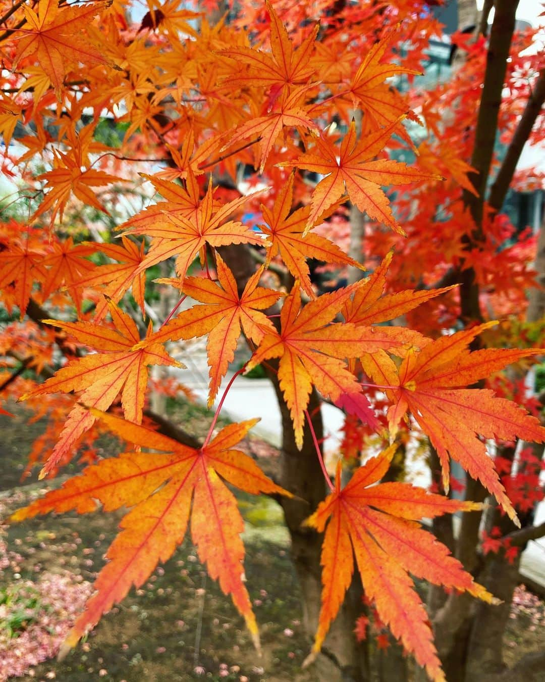 生野陽子さんのインスタグラム写真 - (生野陽子Instagram)「🍁 数日前のお散歩で見つけた紅葉！ まだ真っ赤な木がありました☺︎  さて、 12月24日〜27日で連載頂いたWebDomaniの記事、 読んでくださった皆さま ありがとうございました。  年末年始もまだ掲載中ですので、 どうぞ宜しくお願いいたします。  「女時間」 「妻時間」 「母時間」 「スピンオフ」  です☺︎  #domani #真っ赤だな〜♬ #落ち葉をポケットにしのばせて」12月28日 23時39分 - yoko_shono