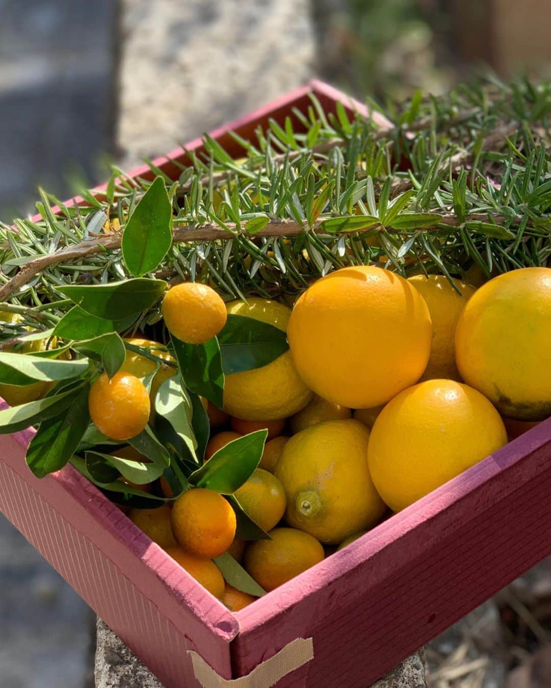 松田美由紀のインスタグラム：「我が家のお庭から生まれた❣️ かわいいレモン！金柑、ローズマリー‼️ 素晴らしい収穫。 ハチミツに漬けて、ローズマリーはシナモンと一緒にお茶にしよ。  #お正月」