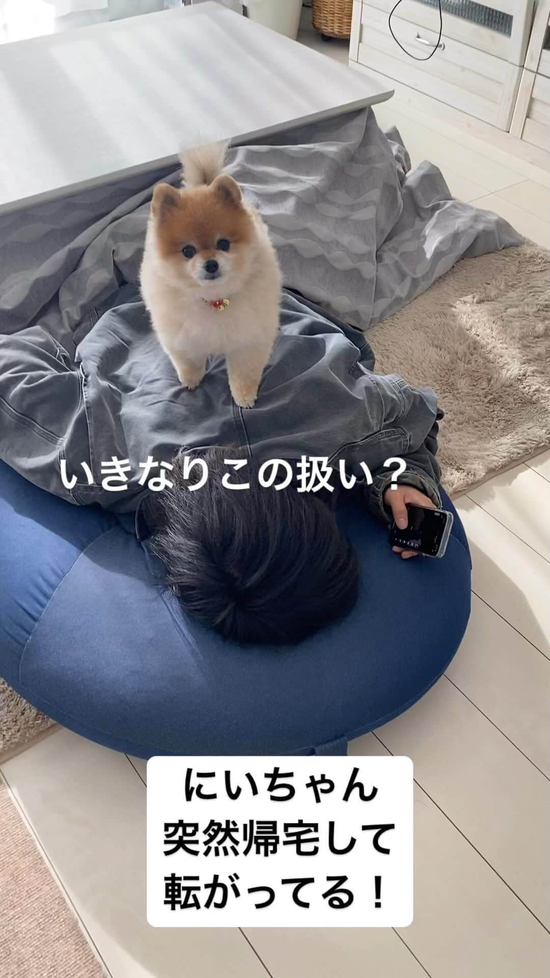 RIO POMEのインスタグラム：「にいちゃん突然の帰宅🐶  いいのですかい？ この扱い😅  明日この続きを投稿しまーす❤️  #ポメラニアン #pomeranian  #犬 #dog #dogstagram#doglover #愛犬 #わんこ #ポメラニアン大好き #ポメラニアンが世界一可愛い #pom #ぽめらにあん #ポメ#pomeraniansofinstagram  #pomeranianlove #ふわもこ部 #いぬバカ部 #癒しわんこ#instapic#pomstagram #puppy #dogsofinstagram #cute#cutedog #ポメラニアンオレンジ　#ポメラニアン柴カット  #ポメラニアン好きな人と繋がりたい」