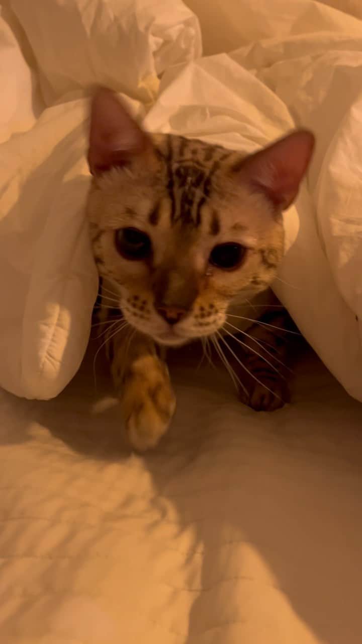 ナリ のインスタグラム：「🤎🤎오야등장🤎🤎 . . . . . . . . . . . . #반려동물#고양이#고양이릴스#릴스」
