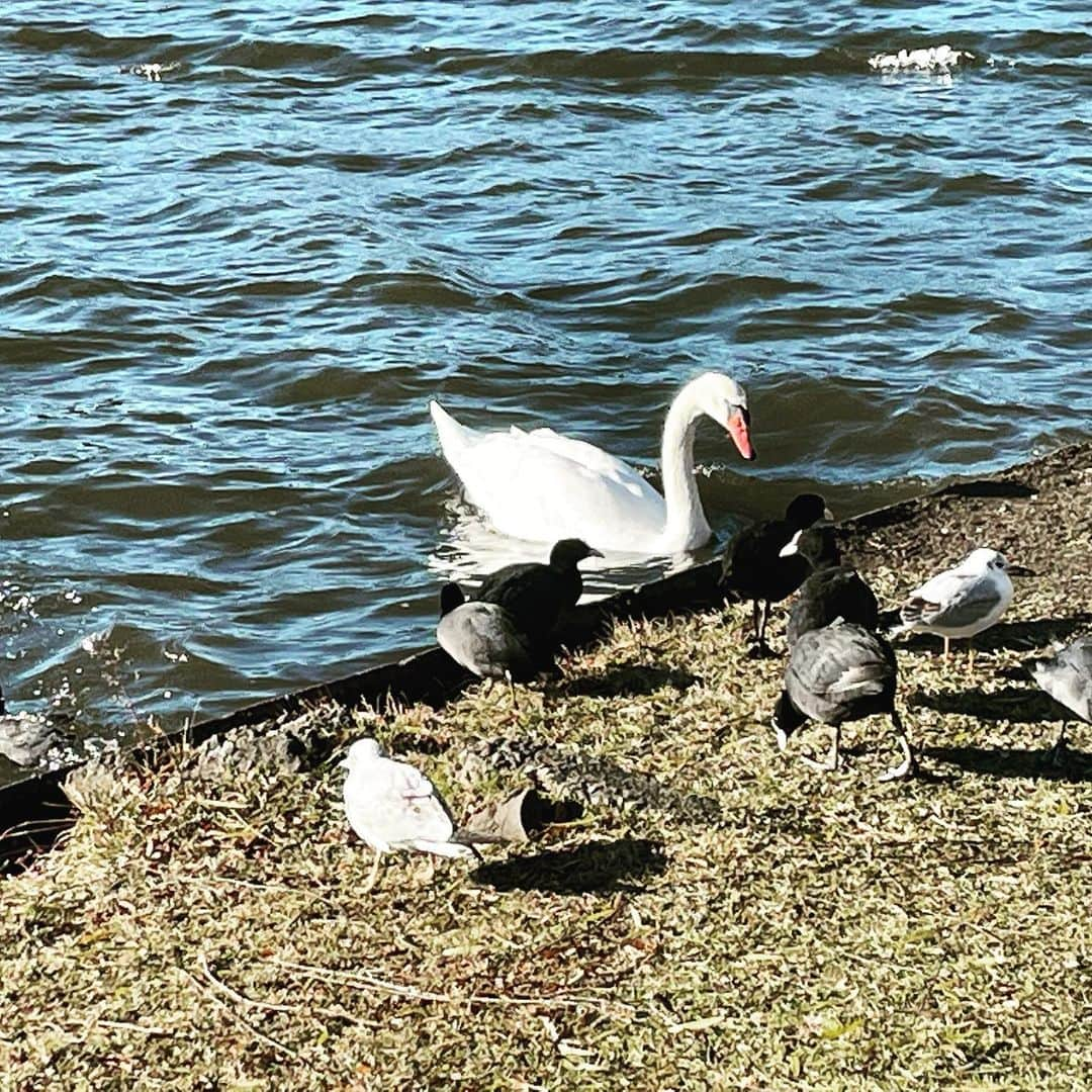 team_omotesandoさんのインスタグラム写真 - (team_omotesandoInstagram)「Lovely morning🦢  #littlehappiness #littleappreciationpost #littlethankyou #mito #swan」12月29日 10時57分 - team_omotesando