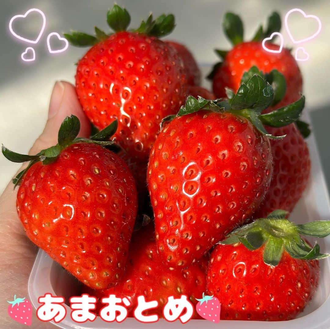 野山苺摘（グルメライター・グルメ探偵）のインスタグラム：「🍓いちごテロ🍓 ⇢ °•· ✿あまおとめ✿ ·•° ⁡ 今シーズン初のいちご狩りは、「グランベリー大地」の取材でした！ ⁡ 12月17日(土)にオープンしたばかりの珍しい空中いちご園です💕 ⁡ 上下に動く可動式タイプの栽培棚で、立ったまま苺を食べ放題！ ⁡ 7品種を栽培していますが、この日は『あまおとめ』ばっかり頬張っていました✨ ⁡ 詳しい実食レポートは↓ https://harapeco.news/granberry-joso/  ⁡ ⁡ 🍓🍓🍓🍓🍓🍓🍓🍓🍓🍓🍓🍓🍓🍓🍓🍓 ⁡ #いちご #苺 #イチゴ #いちごテロ #ストロベリー #飯テロ #空中いちご園 #空中いちご狩り #strawberry #いちごライター #いちごあつめ #いちご狩り #いちご🍓 #グランベリー大地 #いちご集め #茨城グルメ #🍓 #いちご大好き #いちご好きな人と繋がりたい #いちごの想い出 #あまおとめ #いちご摘み #いちごが好き過ぎて🍓 #グルメライター #いちご品種 #いちごの品種　 #いちご図鑑 #イチゴ探偵　 ⁡ 🍓🍓🍓🍓🍓🍓🍓🍓🍓🍓🍓🍓🍓🍓🍓🍓」