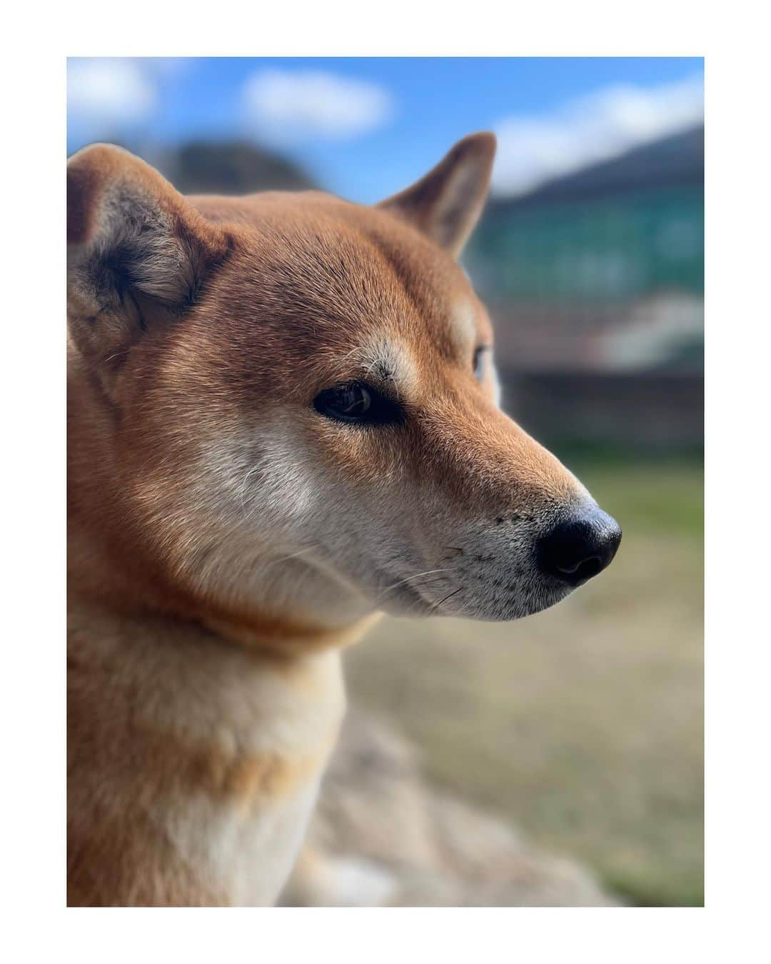 松藤和成のインスタグラム：「久しぶりに会ったらキリッとした面してました🐕 ちょっと大人になったかな 明日から毎日散歩🚶  #柴犬」