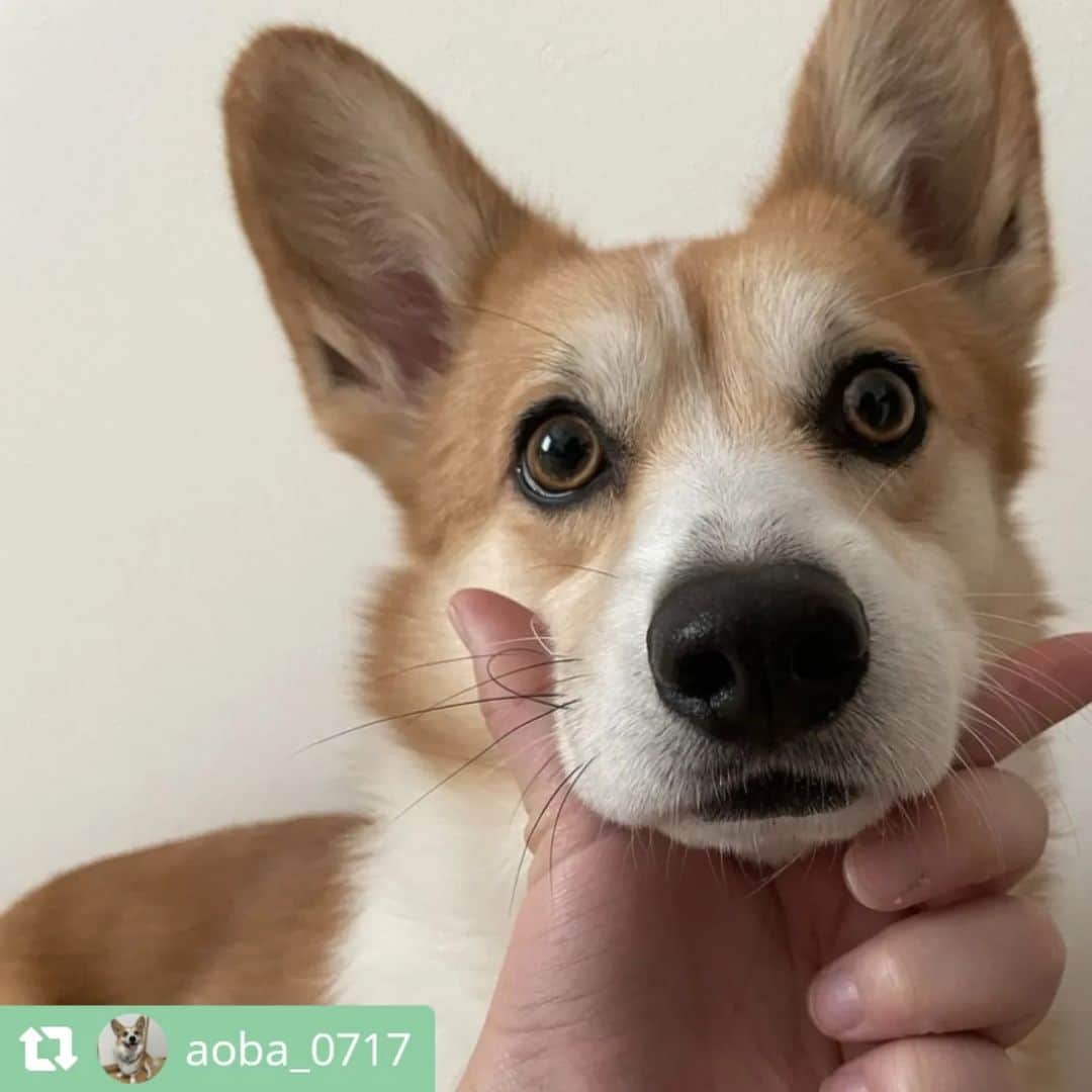 ライオン商事株式会社さんのインスタグラム写真 - (ライオン商事株式会社Instagram)「#犬の歯みがき始めます宣言 キャンペーン、明日で本当に最終日です！🐶🪥✨  キャンペーン期間中、ご応募いただいている皆様の中から投稿をピックアップしてご紹介いたします！⁡ ⁡ 今回はいよいよ最終回❕ 第七弾です💫💫💫💫💫💫💫  @mokomoko_714さん @shinji.doranekoさん @mofumofu.poochanさん @3dachs_roybellroa_japanさん @aoba_0717さん @__wancoglam._さん @kai08_25さん @kota_wan0330さん @kayuacoさん @okoge_chimakiさん  みなさんすてきなキメ顔ありがとうございます♪ 年末に近づきつつありますが、ワンちゃんたちのキメ顔で今年を納められそうです！🐶✨  ======================== ＜ご応募に関しまして＞ ======================== 応募方法について再度ご確認ください！  ①ハッシュタグは合っていますか？ ………………………………………… 表記が異なっていると対象外になってしまいます！ ハッシュタグがあっているかご確認ください。  ②@lion_pet_dogをフォローしていますか？ ………………………………………………… フォローしていないと抽選が漏れてしまうため、フォローを忘れずにお願いいたします。  ③公開アカウント設定になっていますか？ ………………………………………………… 非公開アカウントに設定していると、投稿が見られないため対象外になってしまいます。  ④『キメ顔』ポーズで写真を撮っていますか？ ………………………………………………… Vサインを作ってあごにのせるか、口元をタッチしているポーズが『キメ顔』となります。 少し口から離れていても大丈夫ですので、『キメ顔』写真の投稿をお願いいたします！  ========================  キャンペーンは明日まで！ご応募お待ちしております🪥✨」12月29日 12時48分 - lion_pet_dog
