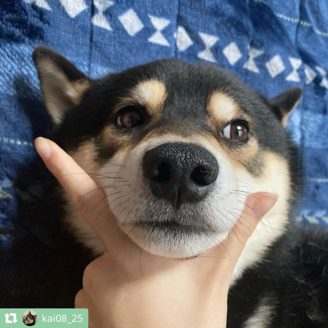 ライオン商事株式会社さんのインスタグラム写真 - (ライオン商事株式会社Instagram)「#犬の歯みがき始めます宣言 キャンペーン、明日で本当に最終日です！🐶🪥✨  キャンペーン期間中、ご応募いただいている皆様の中から投稿をピックアップしてご紹介いたします！⁡ ⁡ 今回はいよいよ最終回❕ 第七弾です💫💫💫💫💫💫💫  @mokomoko_714さん @shinji.doranekoさん @mofumofu.poochanさん @3dachs_roybellroa_japanさん @aoba_0717さん @__wancoglam._さん @kai08_25さん @kota_wan0330さん @kayuacoさん @okoge_chimakiさん  みなさんすてきなキメ顔ありがとうございます♪ 年末に近づきつつありますが、ワンちゃんたちのキメ顔で今年を納められそうです！🐶✨  ======================== ＜ご応募に関しまして＞ ======================== 応募方法について再度ご確認ください！  ①ハッシュタグは合っていますか？ ………………………………………… 表記が異なっていると対象外になってしまいます！ ハッシュタグがあっているかご確認ください。  ②@lion_pet_dogをフォローしていますか？ ………………………………………………… フォローしていないと抽選が漏れてしまうため、フォローを忘れずにお願いいたします。  ③公開アカウント設定になっていますか？ ………………………………………………… 非公開アカウントに設定していると、投稿が見られないため対象外になってしまいます。  ④『キメ顔』ポーズで写真を撮っていますか？ ………………………………………………… Vサインを作ってあごにのせるか、口元をタッチしているポーズが『キメ顔』となります。 少し口から離れていても大丈夫ですので、『キメ顔』写真の投稿をお願いいたします！  ========================  キャンペーンは明日まで！ご応募お待ちしております🪥✨」12月29日 12時48分 - lion_pet_dog