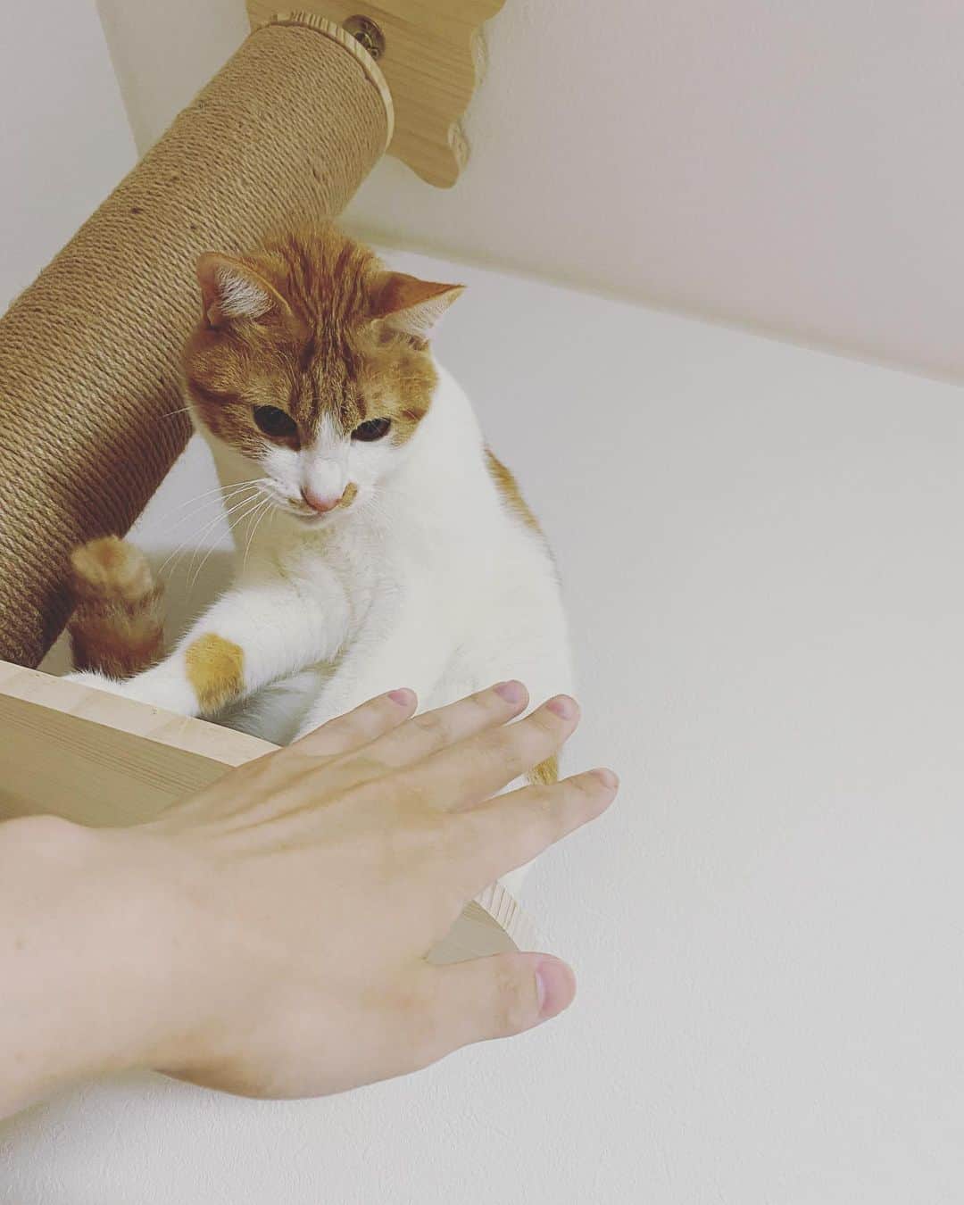 Chinozoのインスタグラム：「きゃわわわわ」