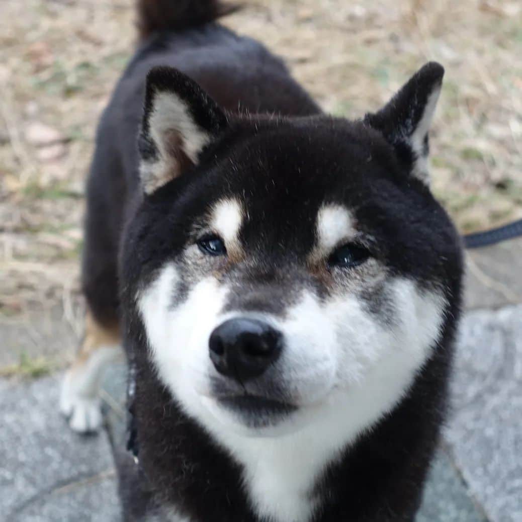 柴子のインスタグラム：「緑地公園にて、お久しぶりの柴コちゃん！ 相変わらず大人しくってかわいい子でした。 柴子(仮名)を探してくれたみたい(T_T)」