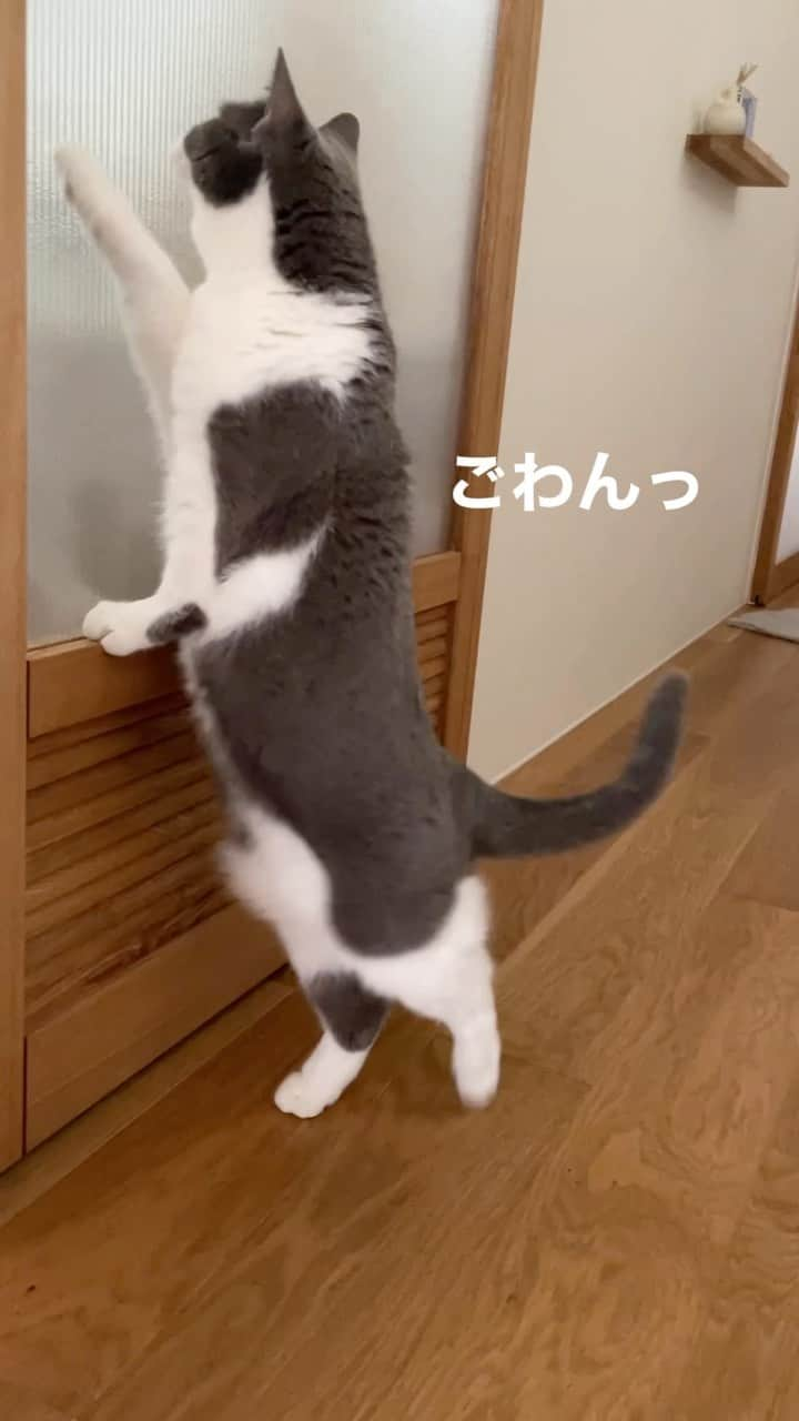 カブのインスタグラム：「飼い主の見てるときは四足歩行 　 #今年もありがとうございました  　 　 #catlife#catlover#ilovecat#Britishshorthair#猫 #ねこ#ブリティッシュショートヘア#はちわれ#ねこ好き#bsh#カブ10歳#ふわもこ部」