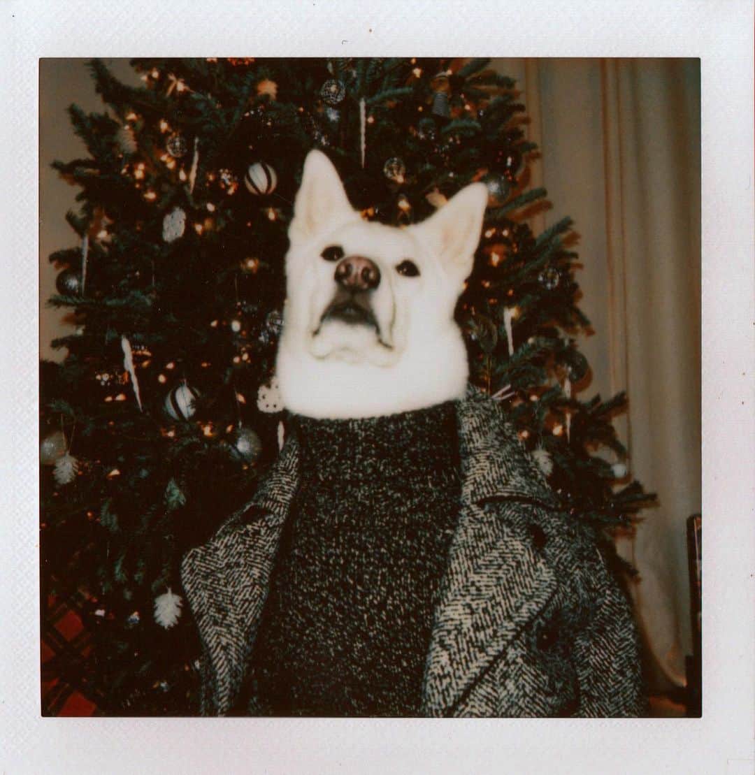 Menswear Dogさんのインスタグラム写真 - (Menswear DogInstagram)「Postcards from the MWD Household 🎄✨  Wishing you all a safe and wonderful end of the year!」12月31日 3時49分 - mensweardog