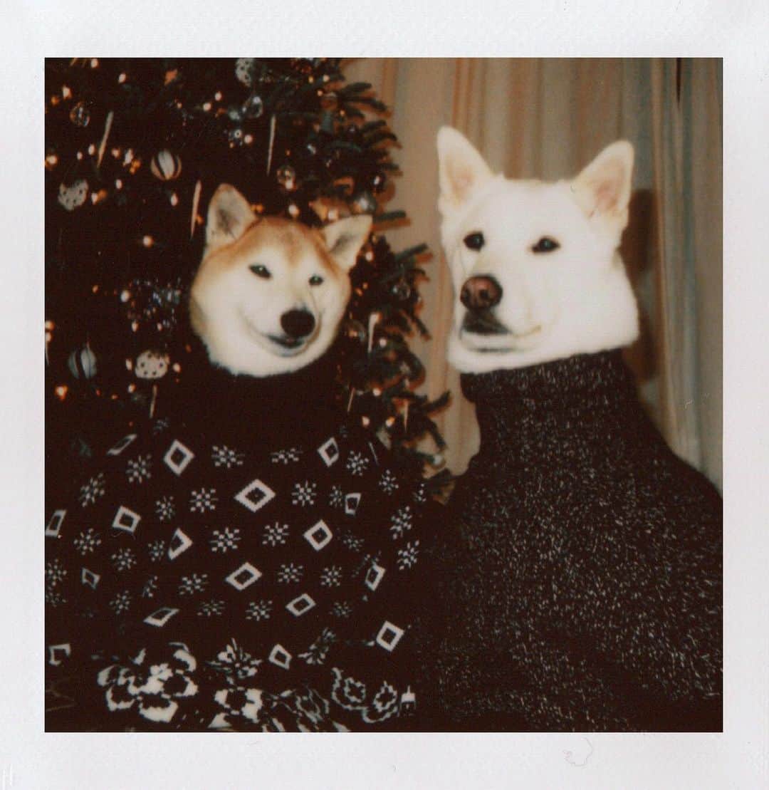 Menswear Dogのインスタグラム：「Postcards from the MWD Household 🎄✨  Wishing you all a safe and wonderful end of the year!」