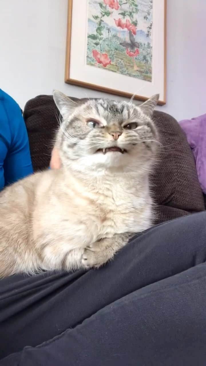 Lokiのインスタグラム：「Too cute 🥰 #catstagram #catsagram #cat #cats #kitten #instacat  #catsofinstagram #catsoninstagram #pet #pets  #cute #cutecat  #instacat_meows #catoftheday #gato #cats_of_instagram  #cutepetclub #thedailykitten  #kittycat #catlover #ilovecats #animals #meow #instacute #photooftheday #animaladdicts #nature_cuties #igcutest_animals」