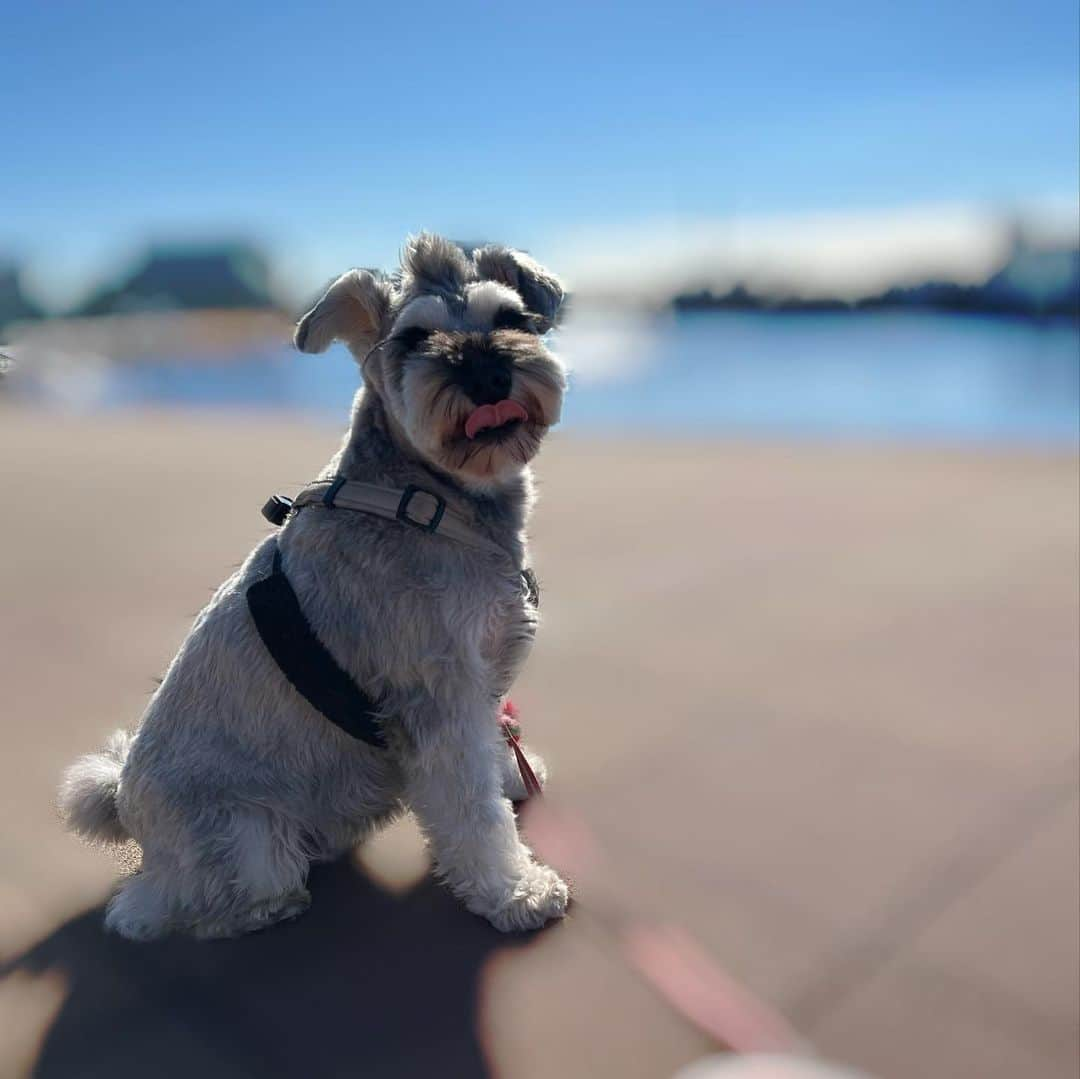 畠山愛理のインスタグラム：「天気よくて気持ちよかったね😆🐾  #お散歩」