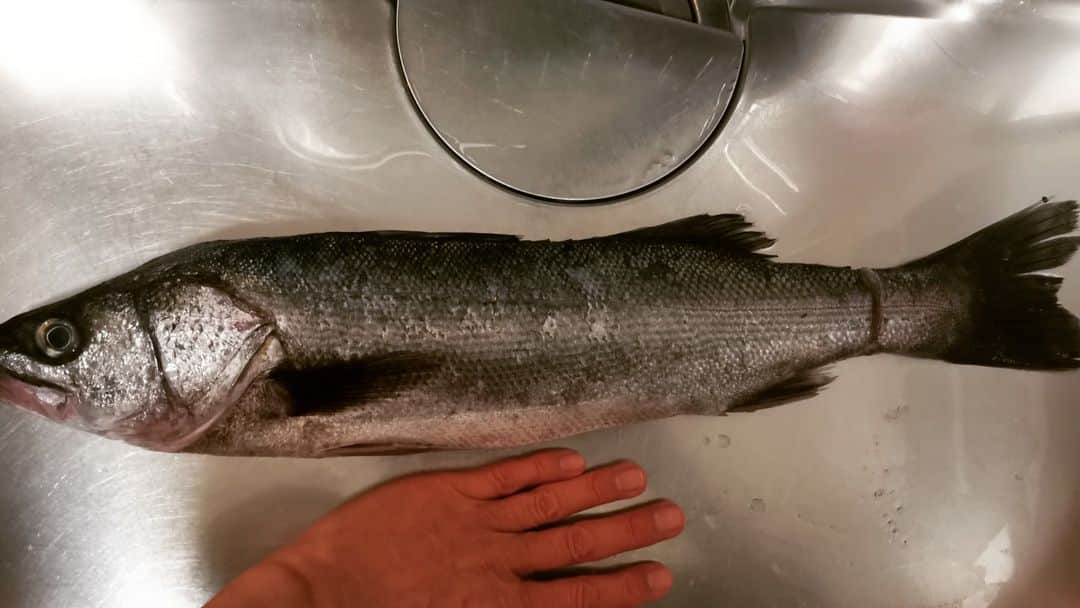 motsuのインスタグラム：「いいサイズの「スズキ」をゲット。 しっかり血ヌキしてあってきれいな魚だったからいつも通り一杯やりながら色々作った。  「スズキの洗い」 洗いにしなくても全然臭みはなかったけどせっかくだから。 メッチャ美味いコレ。 上品オブ上品といいますか。  「牛スジ煮込み」 妻の実家からもらった牛スジ。 飛騨牛だからスジでもメッチャ高級感（味も）あるー(^^)/ 妻の作品。  「スズキのモツ揚げ」 胃とかレバーとか心臓とかを適当に切って片栗粉にまぶして揚げる。 乱切りの大根の上にのせてポン酢でいただく。 モツ共喰い(ﾟдﾟ)ｳﾏｰ  オーブンで焼いててあやうく食べ忘れた冷えちゃった「あらの塩焼き」。 手でむしって食べたんだけど、常温のほうが身がもちっとするから食べやすいじゃんと思った。 さばくときにあらを多めに残しとくと、ここを旨く味わえるし失敗もすくないのでグーだよ。  残ったスズキの半身は次の日に塩焼きとバター焼きにしたけどこっちも美味かった😊😊😊」