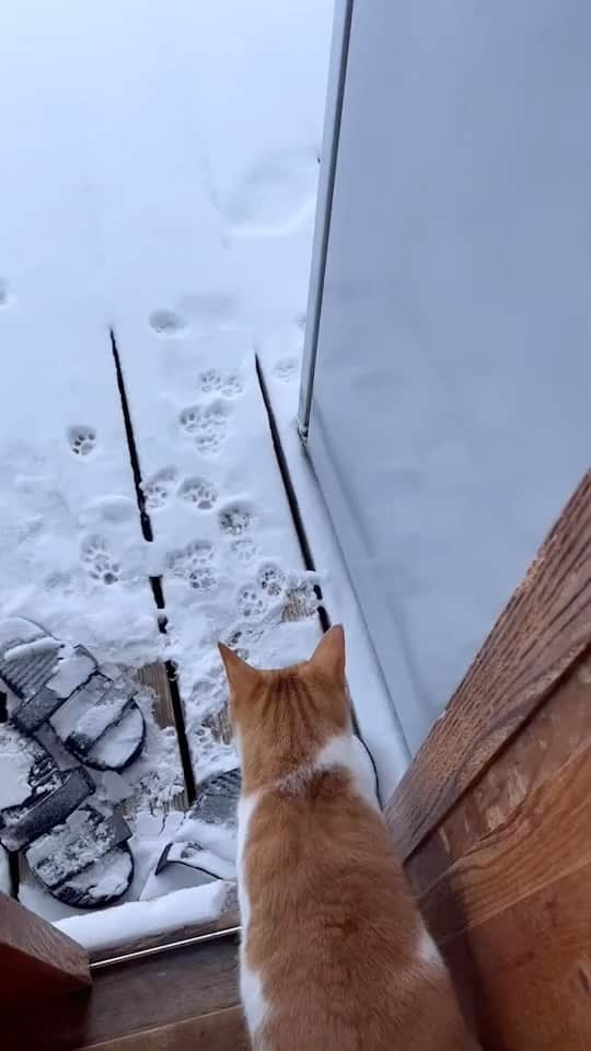 雪、ハニタビ、はちみつ（石田ゆり子）のインスタグラム