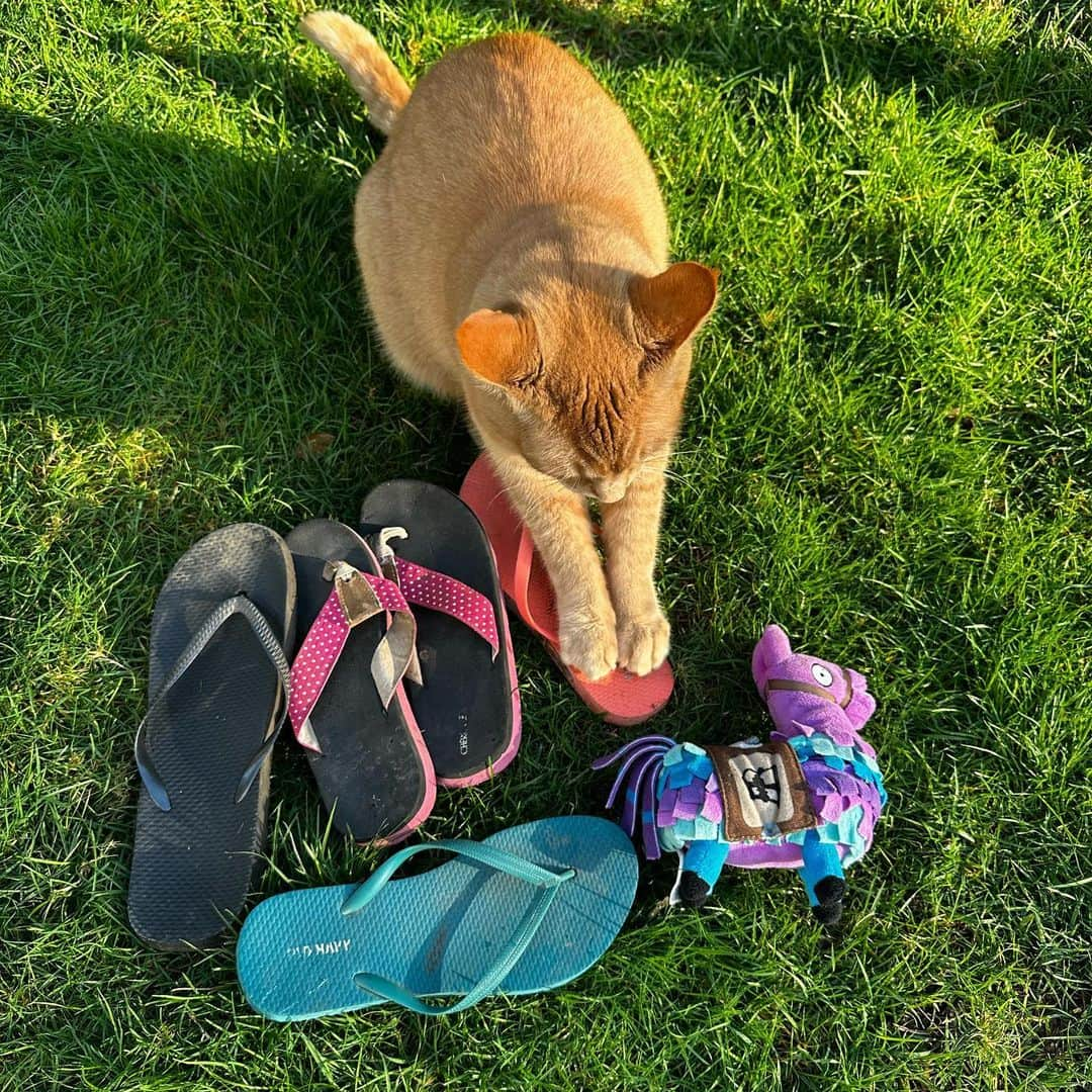 Snorri Sturlusonさんのインスタグラム写真 - (Snorri SturlusonInstagram)「STOLEN: ok so it’s been over the last month, five flops and a stuffie! It’s been so rainy and gloomy, we haven’t been outside to take photos. I’m not including the wash rags and sneakers of mine that he drags around inside in the black of night. The sun came out today and Snorri helped trim back the strawberry leaves and repot some houseplants. WOW ISN’T THIS A STUNNING CAT?!#snorrithecat #hillsborooregon #shutepark #pnw #catsofinstagram」1月25日 8時25分 - snorrithecat