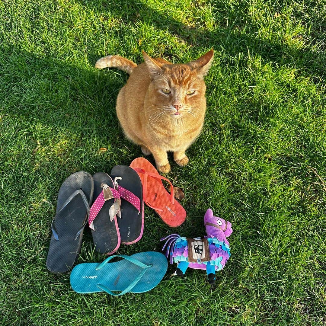 のインスタグラム：「STOLEN: ok so it’s been over the last month, five flops and a stuffie! It’s been so rainy and gloomy, we haven’t been outside to take photos. I’m not including the wash rags and sneakers of mine that he drags around inside in the black of night. The sun came out today and Snorri helped trim back the strawberry leaves and repot some houseplants. WOW ISN’T THIS A STUNNING CAT?!#snorrithecat #hillsborooregon #shutepark #pnw #catsofinstagram」