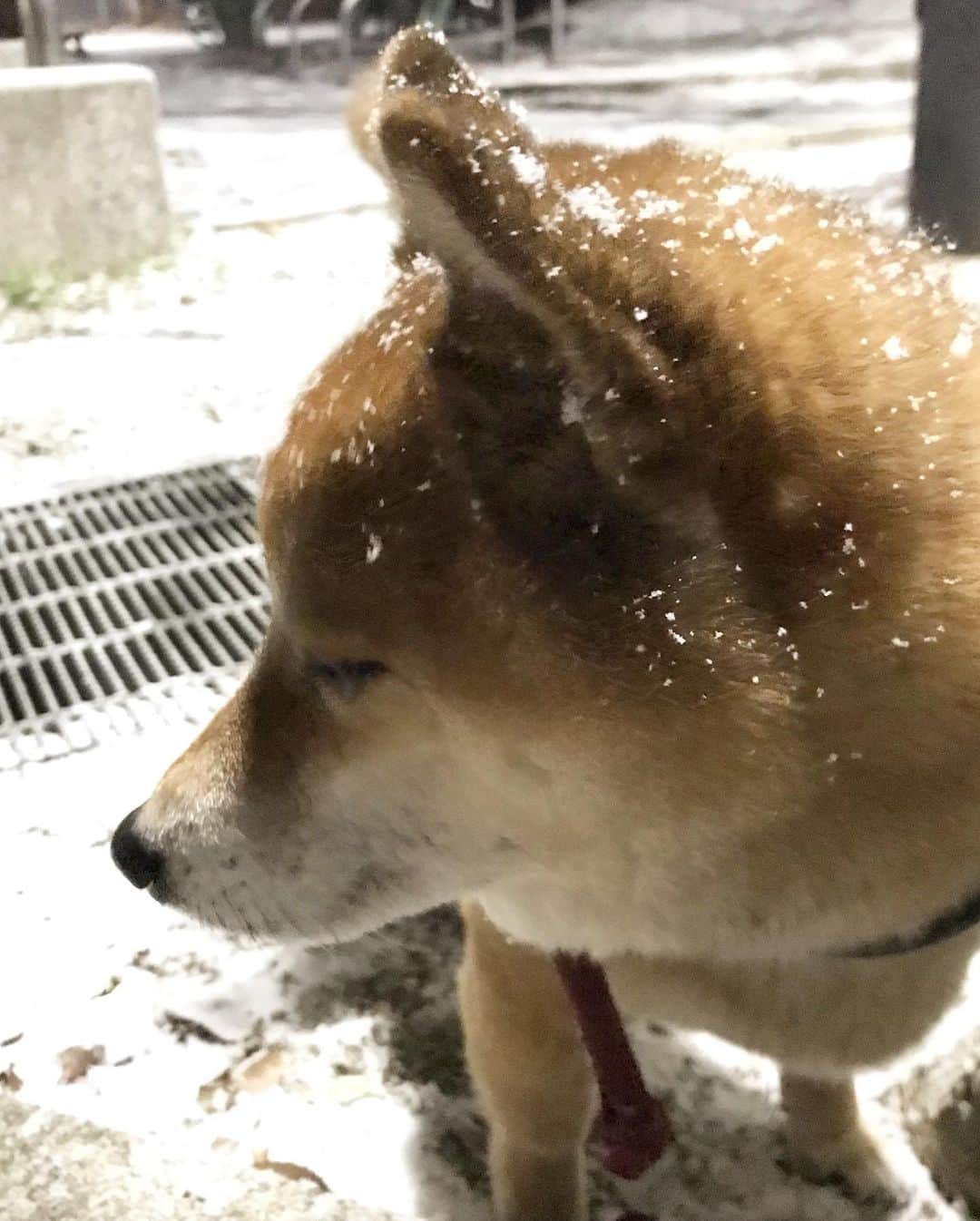 柴犬はなこ Shibainu Hanakoさんのインスタグラム写真 - (柴犬はなこ Shibainu HanakoInstagram)「はなこ地方も雪が降りました❄️ 頑なにこっち向かないお犬様…氷点下なんて滅多にないから痺れた〜🥶 #shiba #dog #shibainu #犬 #柴犬」1月25日 9時00分 - kiki_beee