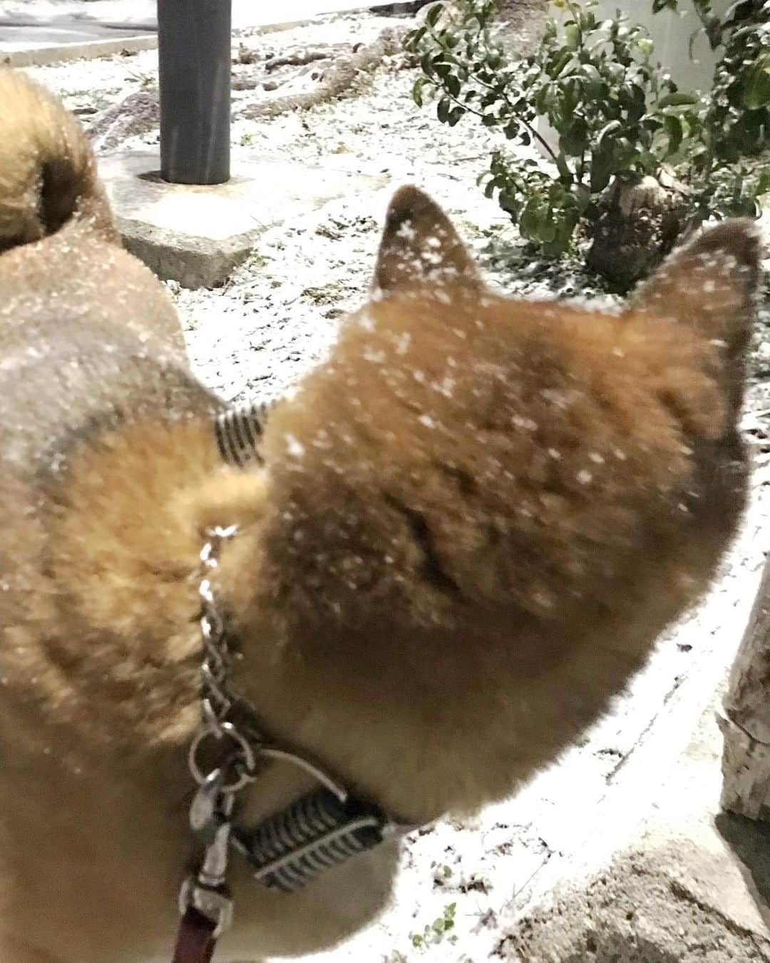 柴犬はなこ Shibainu Hanakoさんのインスタグラム写真 - (柴犬はなこ Shibainu HanakoInstagram)「はなこ地方も雪が降りました❄️ 頑なにこっち向かないお犬様…氷点下なんて滅多にないから痺れた〜🥶 #shiba #dog #shibainu #犬 #柴犬」1月25日 9時00分 - kiki_beee
