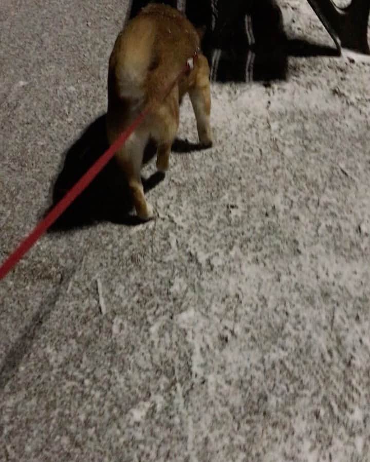 柴犬はなこ Shibainu Hanakoのインスタグラム：「はなこ地方も雪が降りました❄️ 頑なにこっち向かないお犬様…氷点下なんて滅多にないから痺れた〜🥶 #shiba #dog #shibainu #犬 #柴犬」