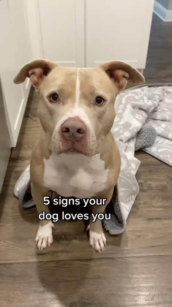 Pit Bull - Fansのインスタグラム：「Does your dog do any of these? - @smuckersthepitbull」