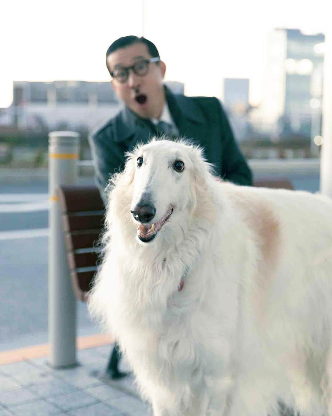 岩井ジョニ男さんのインスタグラム写真 - (岩井ジョニ男Instagram)「懸賞金のかかった迷子犬だ  #岩井ジョニ男 #ジョニ男 #ジョニスタグラム #jonistagram #イワイガワ #浅井企画 #サラリーマン #whitecollarwork #ninetofiver #東京 #羽田 #天空橋 #穴守稲荷 #大鳥居 #糀谷 #懸賞首 #懸賞好きさんと繋がりたい  #懸賞生活  #懸賞仲間募集中  #ボルゾイ #ロシアンウルフハウンド  #走行速度時速50キロ #km01 #vintage_gentry  #ビンテージオーダースーツジェントリー  #instagram  #instagood  #model #cool #cooljapan」1月25日 23時17分 - iwaigawa_jonio_iwai