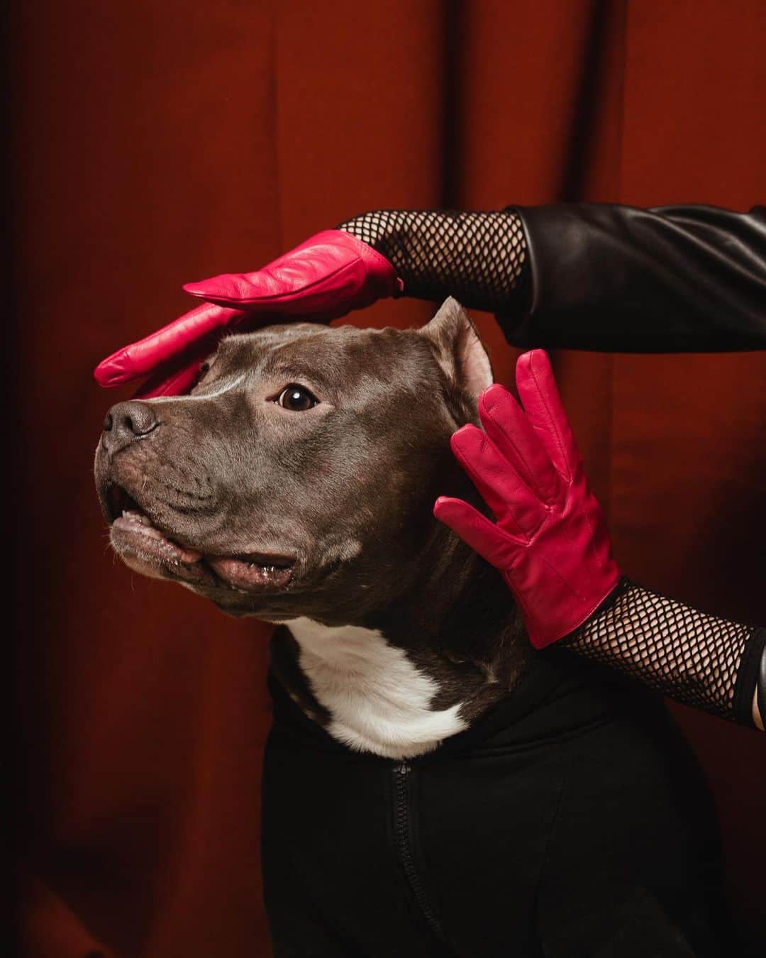 アンナ・オフチャロワのインスタグラム：「30 кг счастья🫶🏻  📸 @apple_shtrudel & @hey.liziko for @pes_groom_spa   #amstaff #amstaffsworld #moscowmoscow #doglover #dog #pittbull #grooming #animalphotography」