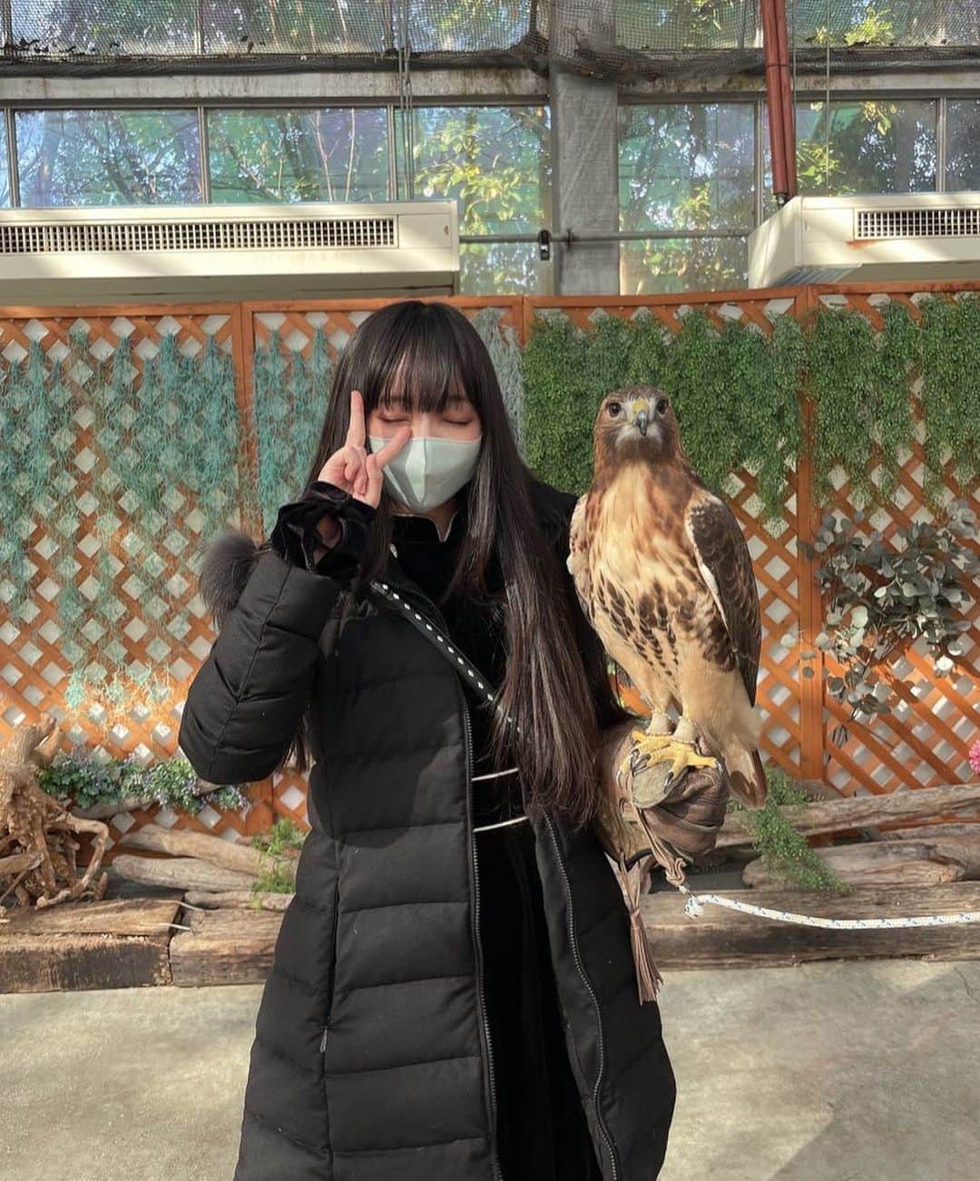 帝子さんのインスタグラム写真 - (帝子Instagram)「掛川花鳥園のアニちゃん🫶 お利口で美しくて可愛くて大変素敵だった…  #掛川花鳥園  #レッドテールホーク」1月25日 15時58分 - soraimuteiko
