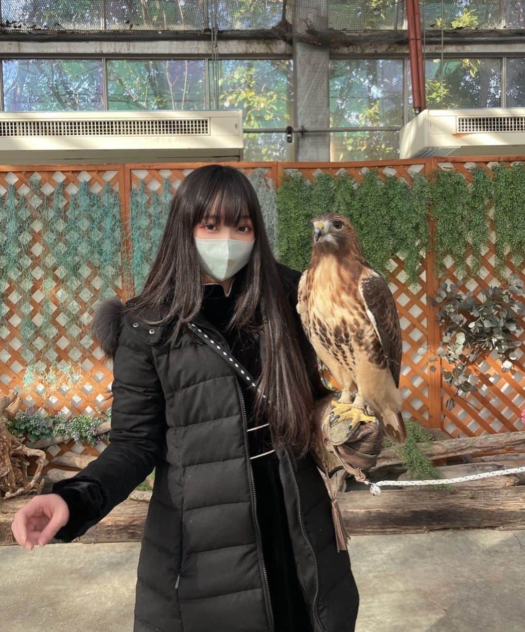 帝子さんのインスタグラム写真 - (帝子Instagram)「掛川花鳥園のアニちゃん🫶 お利口で美しくて可愛くて大変素敵だった…  #掛川花鳥園  #レッドテールホーク」1月25日 15時58分 - soraimuteiko