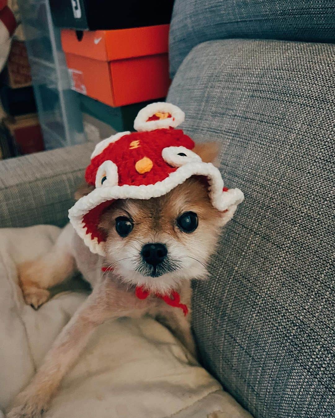 r_oseのインスタグラム：「Belated Chinese New Year 2023❤️🤍」