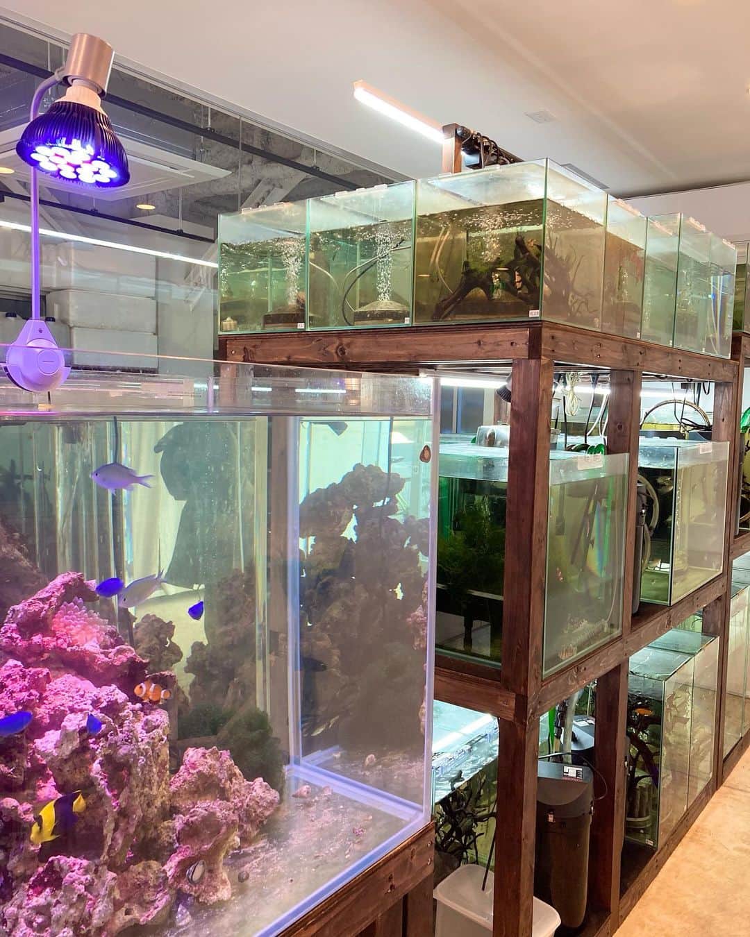 大阪・東京のアクアリウムならa.a.c.さんのインスタグラム写真 - (大阪・東京のアクアリウムならa.a.c.Instagram)「8riumビル 1F aqua lab ラボっぽくなってきました💊  こちらで仕入れてきた魚たちをトリートメントして健康状態を管理しています🩺  #インテリア #インテリアアクアリウム #水草 #水槽 #水槽のある暮らし #熱帯魚 #海水魚 #水槽レンタル #水槽メンテナンス #大阪 #東京 #アクアポニックス  #art #aquarium #fish #空間デザイン #オフィスデザイン #オフィスグリーン #オーダーメイド水槽 #インテリアコーディネート #グリーンコーディネート #内装デザイン #水槽設計 #水槽施工 #北堀江」1月25日 17時19分 - 8rium_aac