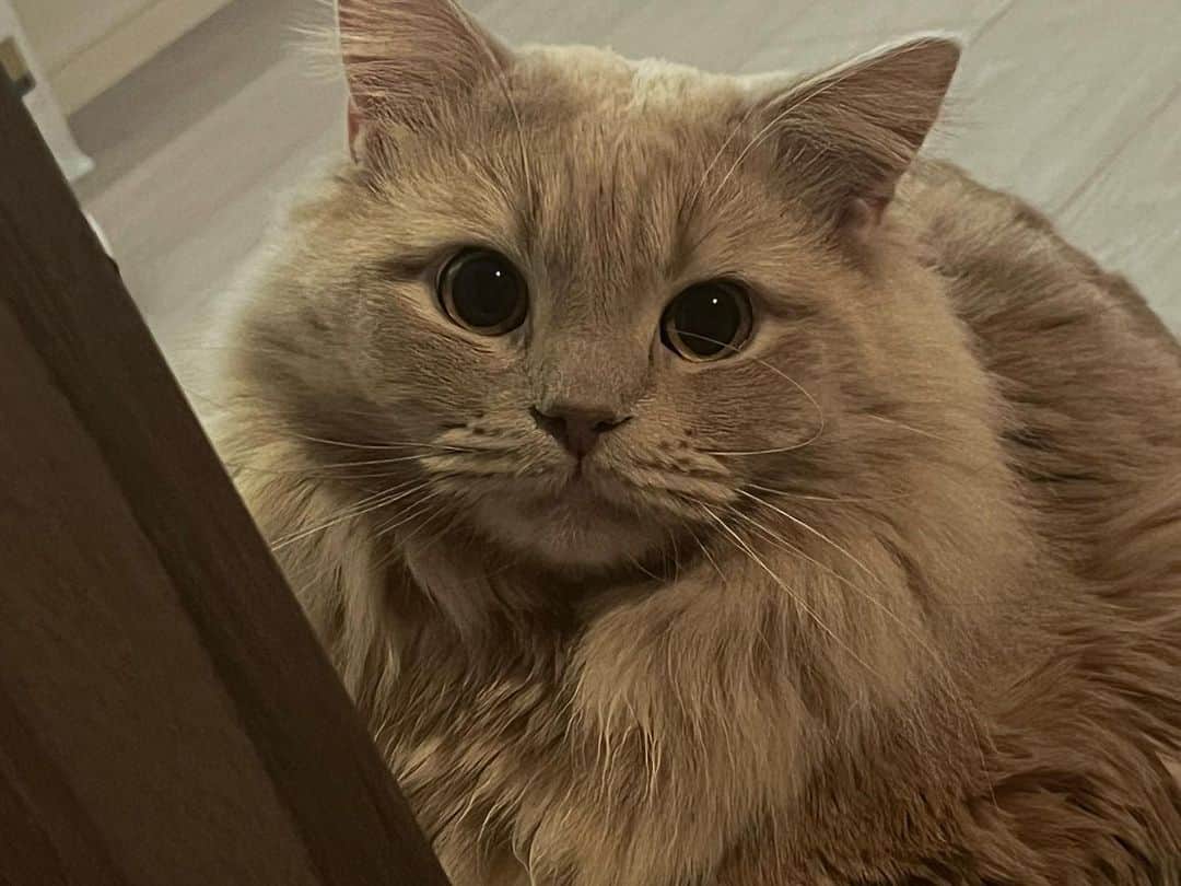 sarimaru(国木田さりまる)のインスタグラム：「おひげのカールが可愛いね🐈🪄 毎日起きたら横にいるｼｱﾜｾ…‼︎」