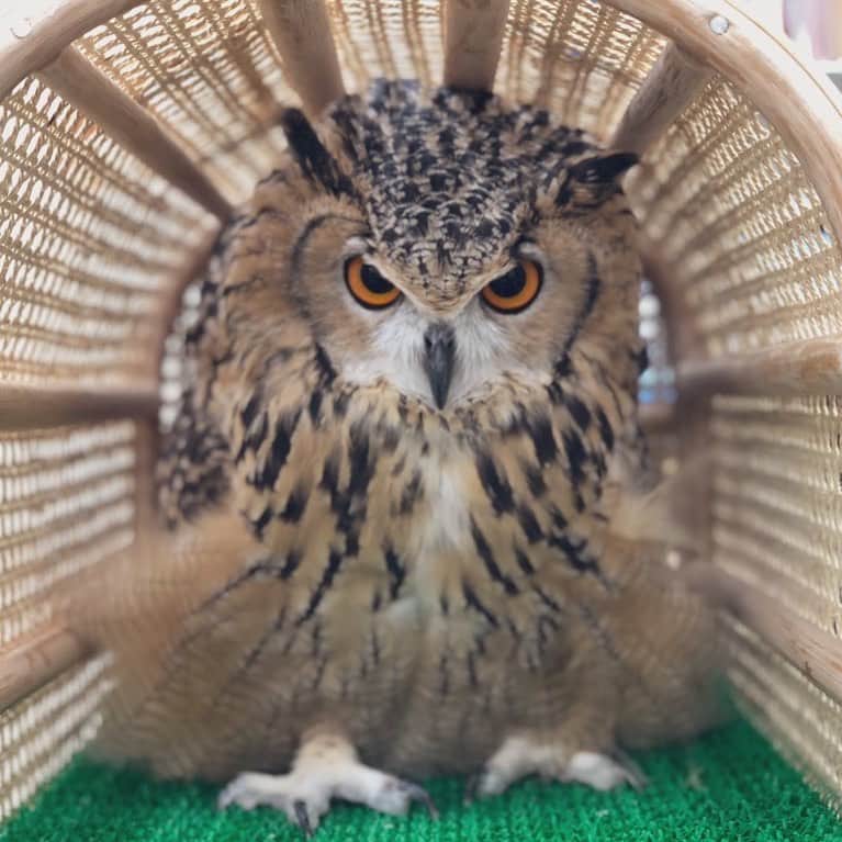 GEN3 Owlのインスタグラム：「コンコン・・・入ってますよ。 @genz64  Knock knock... I’m in here.  #owl #owlgaru #フクロウ」