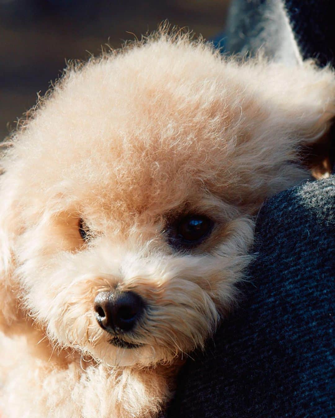 小塚源太さんのインスタグラム写真 - (小塚源太Instagram)「ボクの愛する"重ための恋人"を LEON で紹介しています🐶🖤 #leon #lifestyle #dog」1月26日 9時28分 - untlim