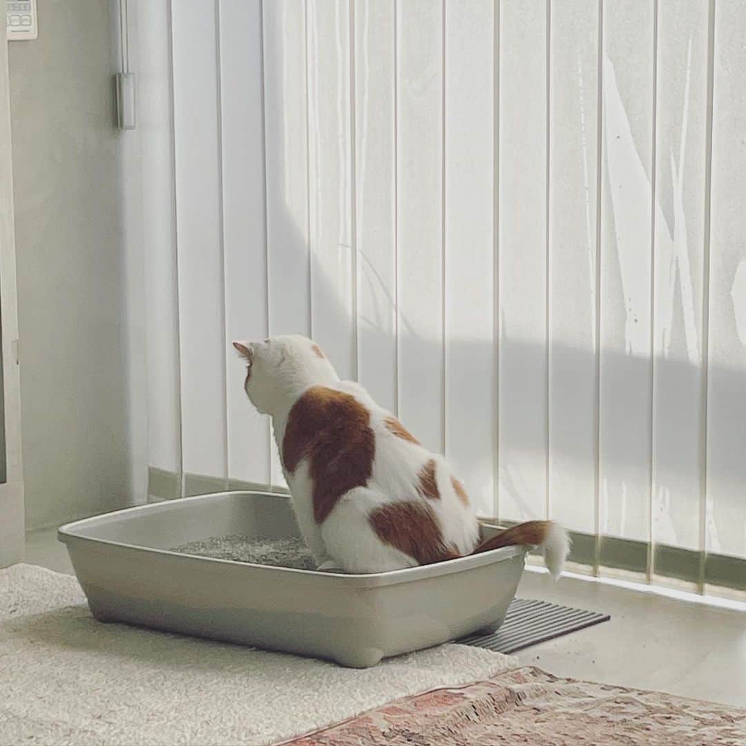 のインスタグラム：「どん様は綺麗好きなので毎回トイレ後には猫砂を素早く丁寧に整えます。（2枚目）その後、どん様のトイレチェックを受け（3枚目:その時点で足跡ボコボコになるのですが…）どん様OKを頂き任務完了いたします。  その甲斐あってか、お世話期間中はどん様には滞りなくトイレ時間をお過ごし頂きました😇  #どんころり番外編」