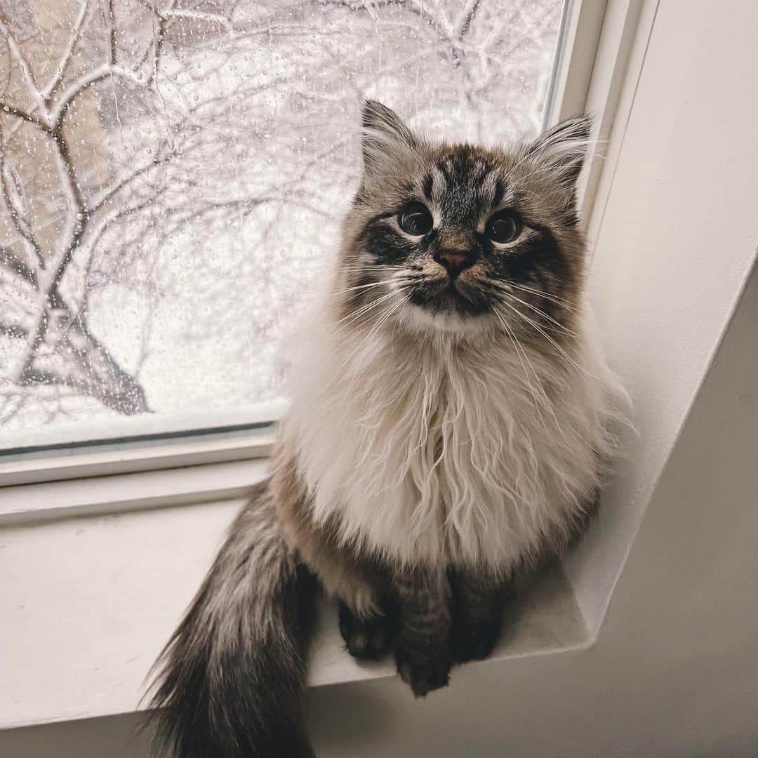 Holly Sissonさんのインスタグラム写真 - (Holly SissonInstagram)「Oh, the weather outside is frightful, and this is how we feel about it! 😹 (Swipe to see the weather, and see our story for more!) How’s the weather where you are? (📷 @hollysisson) #Siberiancat #cat #snowstorm」1月26日 6時08分 - hollysisson