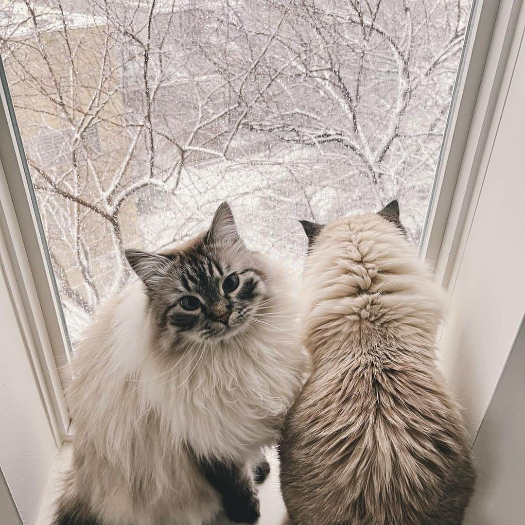 Holly Sissonさんのインスタグラム写真 - (Holly SissonInstagram)「Oh, the weather outside is frightful, and this is how we feel about it! 😹 (Swipe to see the weather, and see our story for more!) How’s the weather where you are? (📷 @hollysisson) #Siberiancat #cat #snowstorm」1月26日 6時08分 - hollysisson