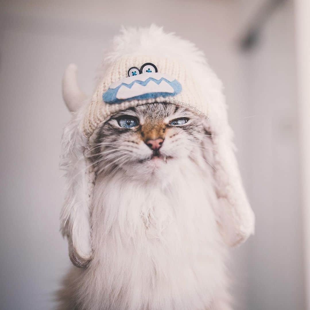 Holly Sissonのインスタグラム：「Oh, the weather outside is frightful, and this is how we feel about it! 😹 (Swipe to see the weather, and see our story for more!) How’s the weather where you are? (📷 @hollysisson) #Siberiancat #cat #snowstorm」