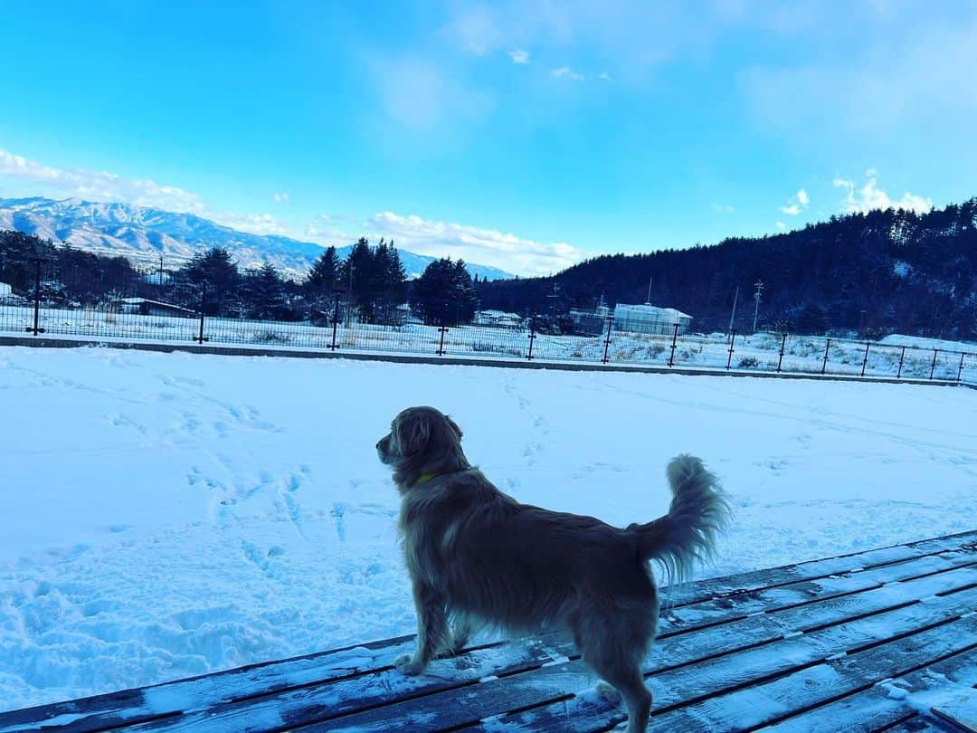 篠原信一のインスタグラム：「今日は天気がいいワン❄️  #ゴールデンレトリバー  #goldenretriever #雪景色  #青空」