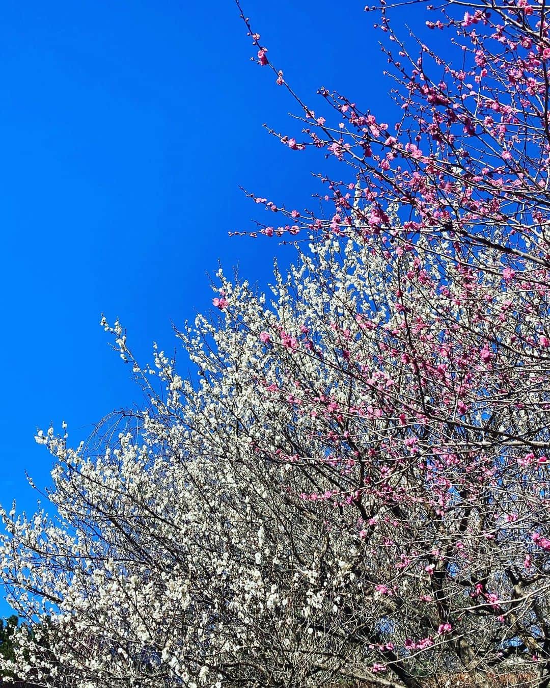 熱海市さんのインスタグラム写真 - (熱海市Instagram)「【熱海梅園】梅まつり開催中です！ 全体の開花状況は2分咲き程度です。 紅白の梅の他にも、黄色いお花の蝋梅（ろうばい）をご存知ですか？ 園内に点在していますので、ぜひ探してみてください。 #梅 #紅白梅 #蝋梅 #ロウバイ #梅園 #熱海梅園 #梅まつり #梅開花 #意外と熱海」1月26日 11時00分 - atami_official