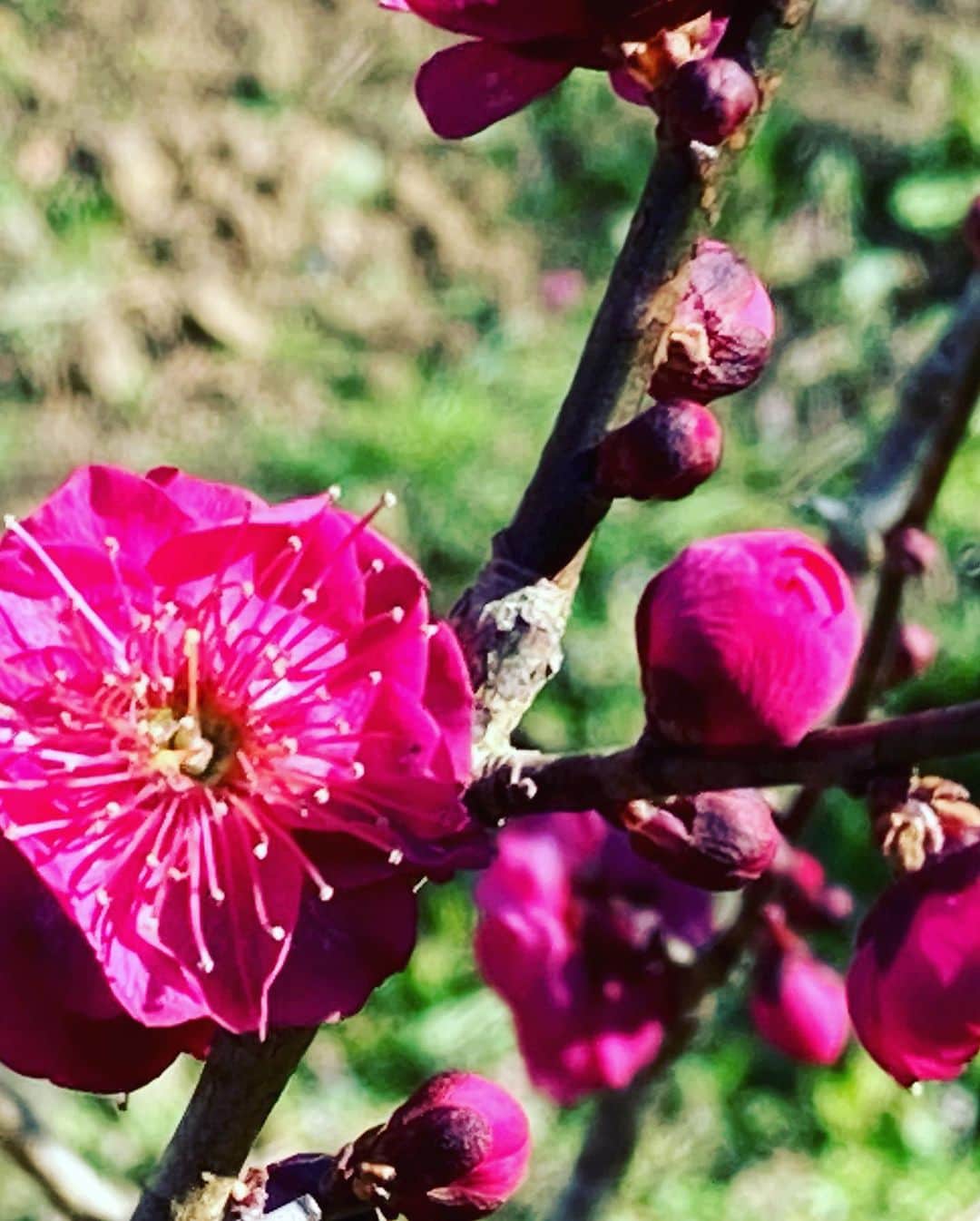 熱海市さんのインスタグラム写真 - (熱海市Instagram)「【熱海梅園】梅まつり開催中です！ 全体の開花状況は2分咲き程度です。 紅白の梅の他にも、黄色いお花の蝋梅（ろうばい）をご存知ですか？ 園内に点在していますので、ぜひ探してみてください。 #梅 #紅白梅 #蝋梅 #ロウバイ #梅園 #熱海梅園 #梅まつり #梅開花 #意外と熱海」1月26日 11時00分 - atami_official