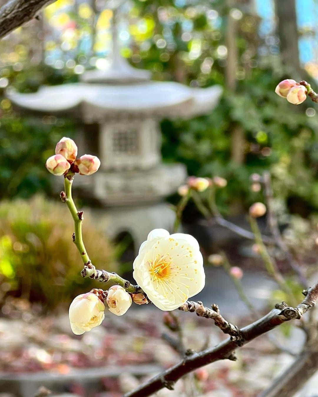 世良公則さんのインスタグラム写真 - (世良公則Instagram)「・・・・・・  今年は  ひと月遅れの白梅開花  シンと冷え込む庭先に  いつもの生きる力が帰って来た  plum blossoms have bloomed a month later this year  ・・・・・・  #世良公則 #masanorisera #japaneseartist #japaneseculture #plum ##白梅 #庭先 #backyard #日本の風景」1月26日 14時21分 - masanorisera