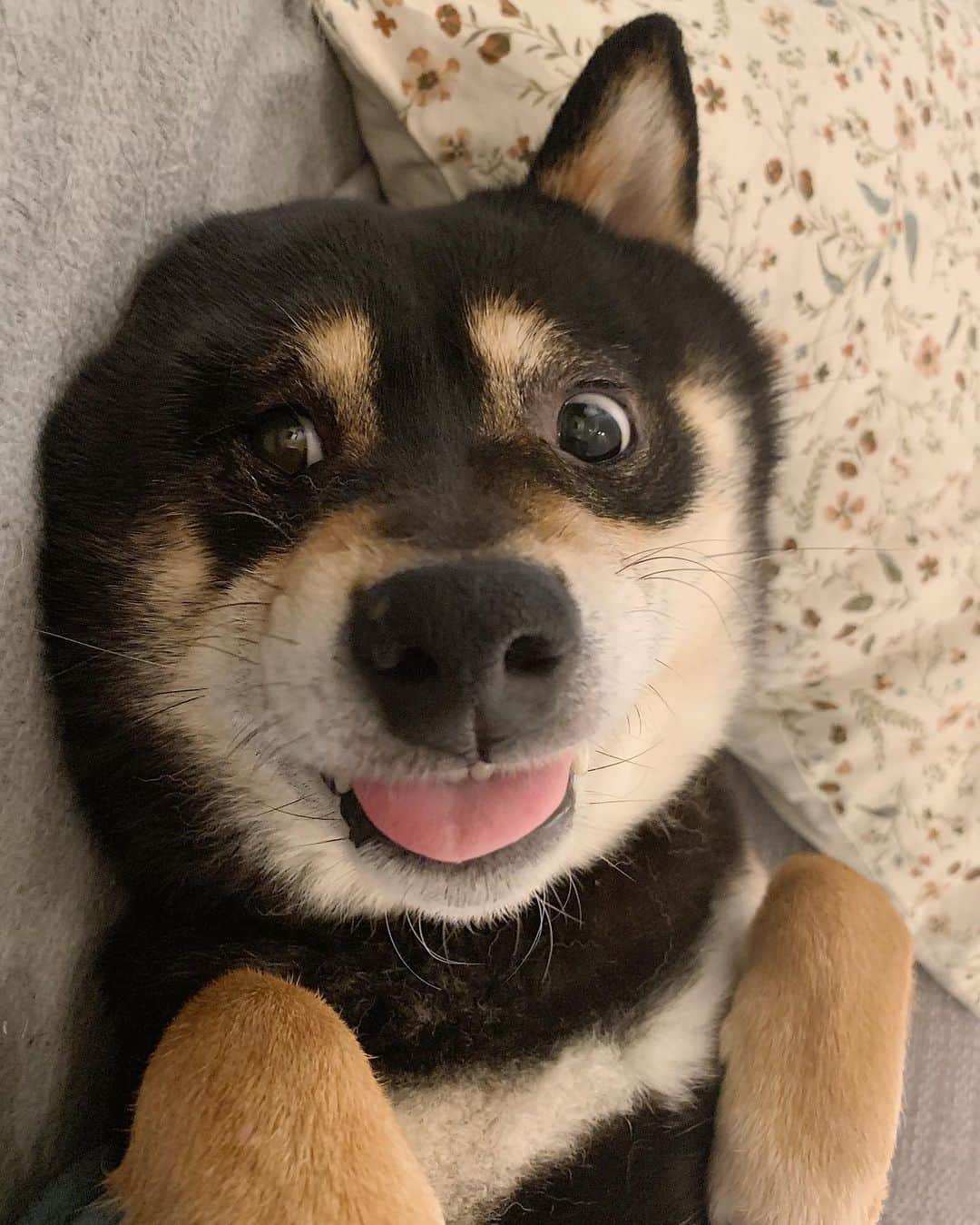 ?Fricko the Shiba Inu?さんのインスタグラム写真 - (?Fricko the Shiba Inu?Instagram)「Henlo🤪 🐾 🐾 🐾 #Keaton #🐶 #shiba #shibainu #dog #柴犬 #黒柴 #dogoftheday #dogslife #weeklyfluff  #dogstagram  #dogscorner #shibapuppy #puppiesofinstagram #shibadog #shibalove #shibagram」1月26日 23時47分 - umigiva