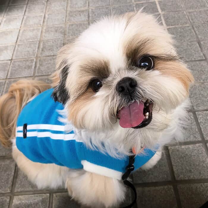 りんくのインスタグラム：「寒い朝だったけれど🥶久々にロング散歩を楽しみました😊🐶🐾」