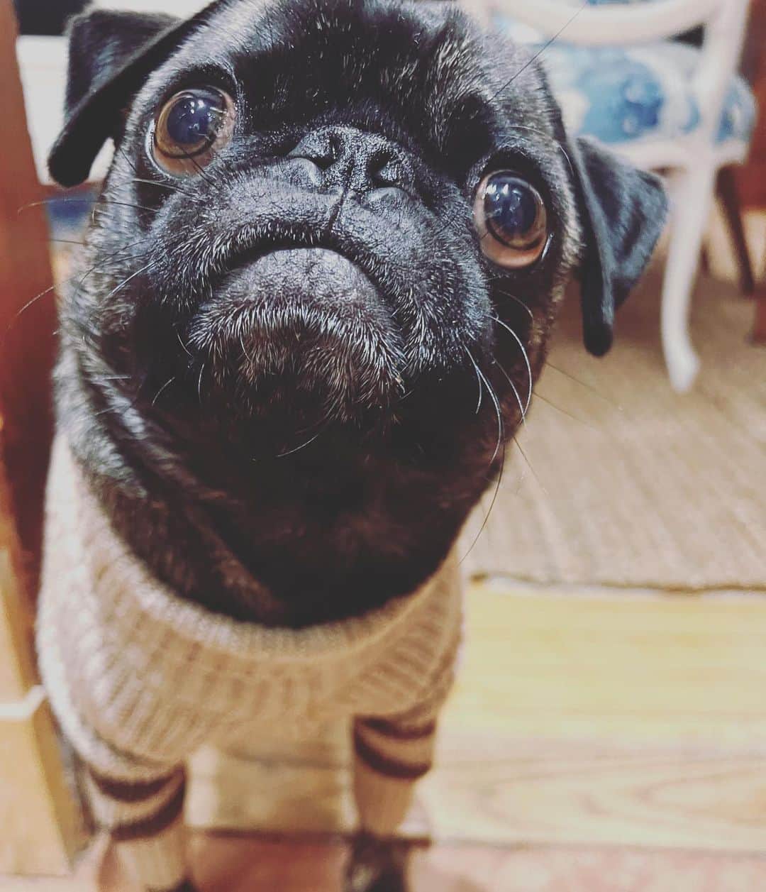 pugsofinstagramのインスタグラム：「Turtleneck pug slim fit! #pugsofinstagram #ooo #grwm」