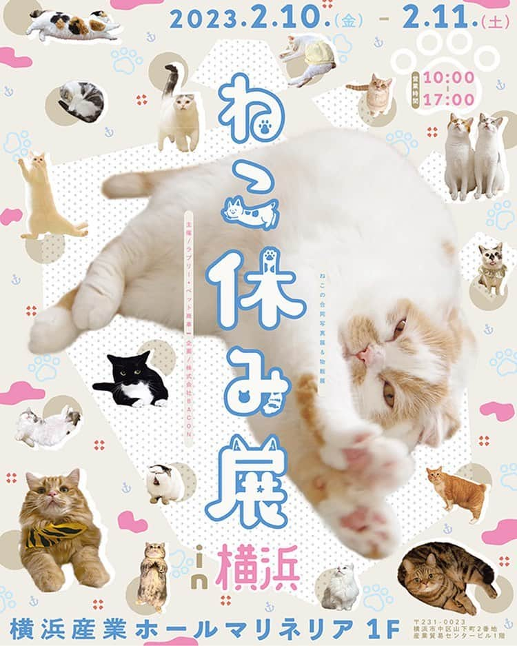 まっぷーちんのインスタグラム：「ねこ休み展in横浜🐈  横浜は2月10日〜11日の 2日間限定開催です🙌  #ねこ休み展 #猫 #ねこ #cat #マンチカン #短足マンチカン #折れ耳マンチカン #manchkin」