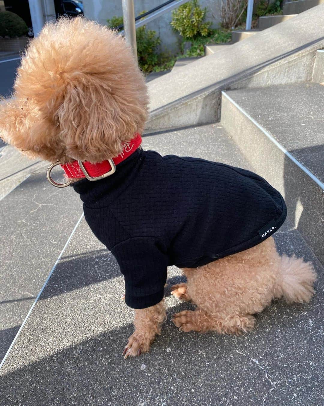 NAOTA（ナオタ）さんのインスタグラム写真 - (NAOTA（ナオタ）Instagram)「『おそろいコーデ』 シンバとガルルのウェアでリンクコーデ🐶🧔‍♂️ @garrr._official   インナーで有名なGUNZEが作った 『愛犬と飼い主でデザインを楽しむライフウェア』 デザインはシンプルで可愛いし、なにより軽くて着心地◎ 部屋着としてはもちろん、そのままオシャレにお散歩にも行けます🚶‍♀️🐶  ドッグラバーの皆様、オススメです♪  #GARRR#GUNZE#グンゼ#犬服#dogwear#おさんぽウェア#アンバサダー#トイプードル#トイプードル部#お揃いコーデ#リンクコーデ#お散歩スタイル#リラックスウェア#部屋着」1月27日 13時46分 - naotasaito