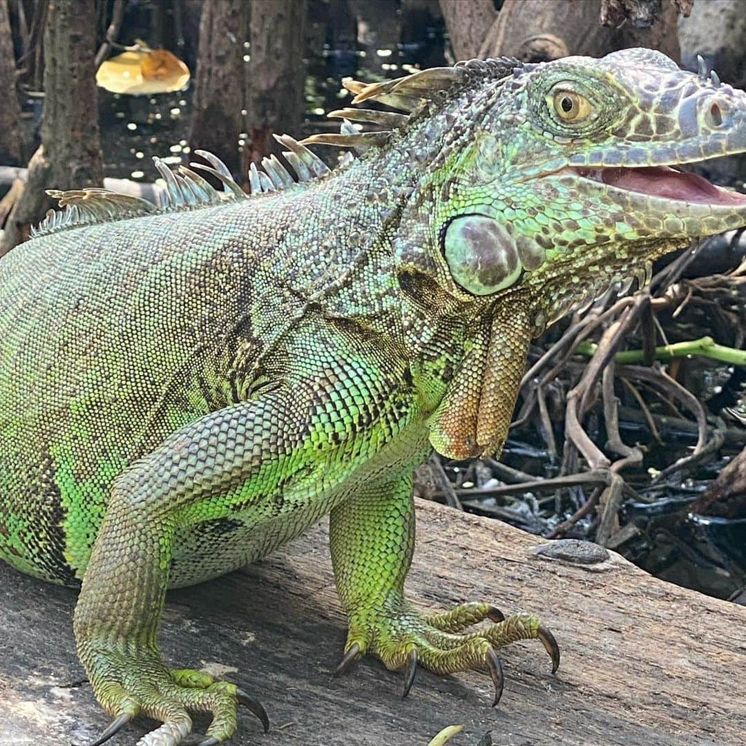 ジョナサンサンダースさんのインスタグラム写真 - (ジョナサンサンダースInstagram)「Exploring Oaxaca 🌵🦎 🇲🇽. Take me back 🥹」1月27日 5時14分 - saundersstudio