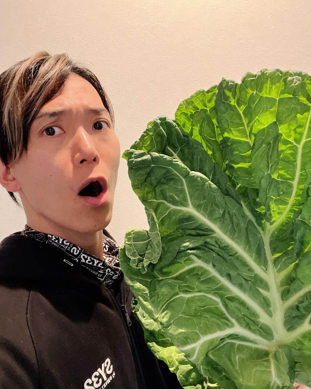 SHINPEIのインスタグラム：「寒い季節は、ケールの旬！ ⁡ 今年もキューサイさんの生鮮ケール葉は、こんなに大きくて綺麗です。(約40cmの大きさ！) ⁡ 茎も甘くて、炒め物やスープだけでなくサラダとしてもピッタリ ⁡ 美味しく食べて栄養もたっぷり。 青汁ももちろん良いけど、生の野菜は最高だね ⁡ 今夜はペペロンチーノでも作ろうかな！ ⁡ #キューサイ #ケール #ポルトガルケール #キューサイファーム島根 #スーパーフード」